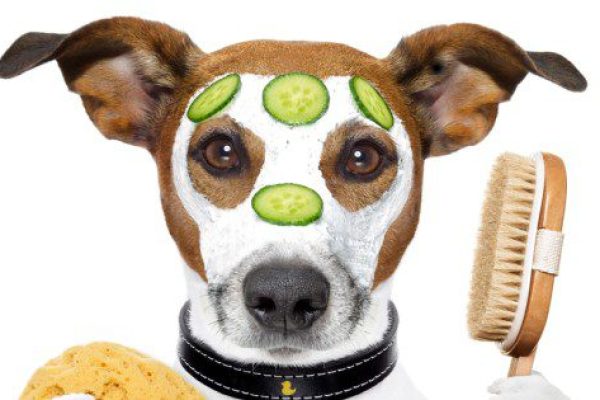 Pet Care With A Magical Twist