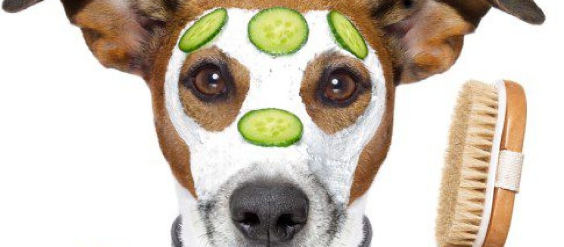 Pet Care With A Magical Twist