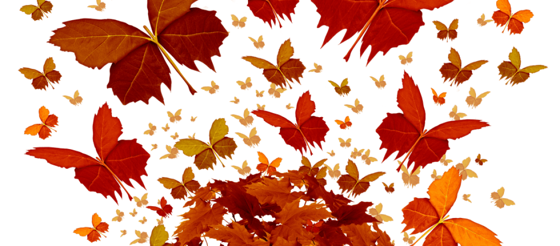 Thanksgiving and the Magic of Nature